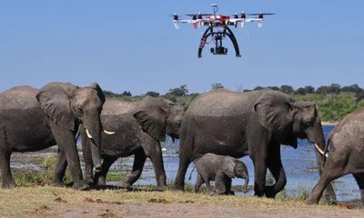 assam  drone technology helps rescue injured elephant in goalpara