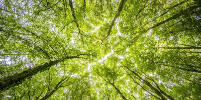 tripura government plans tree plantation drive to boost forest coverage