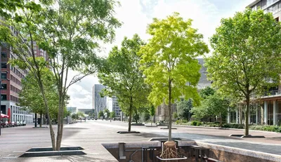 how to protect your favourite urban trees from increasing danger