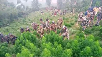 tripura  assam rifles destroy marijuana plantations worth rs  1 crore