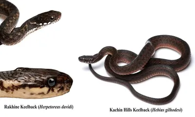 two rare snake species recorded for the first time in northeast