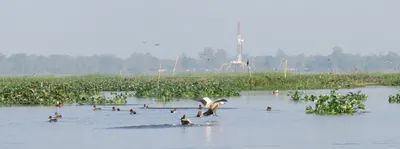 assam wetland shows signs of recovery 3 years after oil well blowout