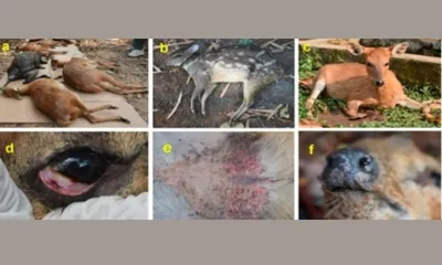 goat virus crosses species  kills 30 endangered deer at assam state zoo  study