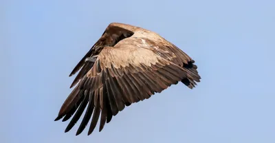 assam  concerns mount as vultures  amp  kite found dead near guwahati