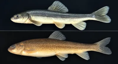 rare high altitude himalayan fish recorded in india for first time in arunachal’s tawang