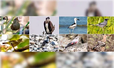 migratory birds of assam  guardians of a fragile ecosystem