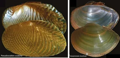 assam  extinct mussel genus rediscovered after 168 years in brahmaputra river basin