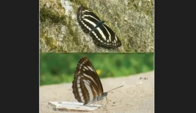 arunachal  butterfly enthusiasts make groundbreaking discovery in  