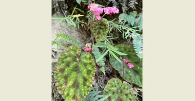 new plant species discovered in arunachal s dibang valley