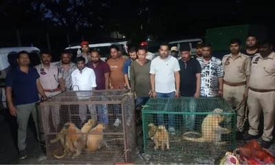 assam  eight endangered golden langurs rescued in chirang  nine held in trafficking case