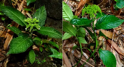 assam  gcu professor co discovers new plant species with potential cancer fighting properties
