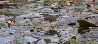 wetland and biodiversity