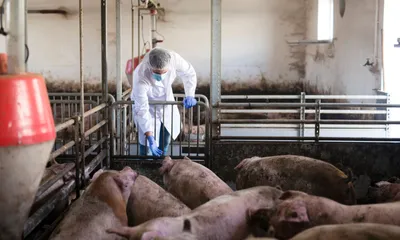 mizoram  asf outbreak claims wild boars in serchhip district