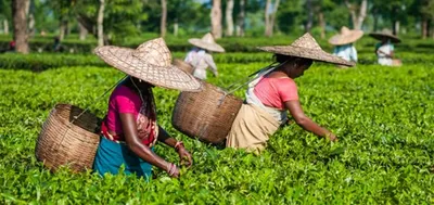 jharkhand cm forms panel to study assam s tea tribes’ plight