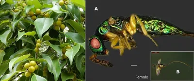 arunachal  new wasp species discovered at pasighat