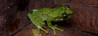 three new frog species add to the biodiversity of arunachal