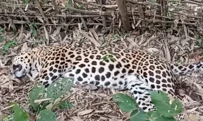 assam  leopard carcass recovered in dibrugarh  poisoning suspected