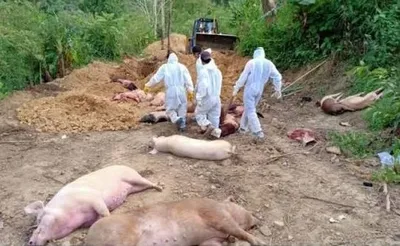 africans swine fever hits manipur  sale of pork prohibited in infected zones