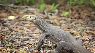 tripura  forest officials rescue ten endangered monitor lizards  arrest one
