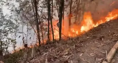 forest inferno engulfs parts of west sikkim