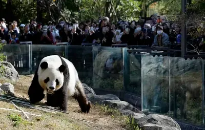 china’s panda diplomacy is becoming a liability for beijing