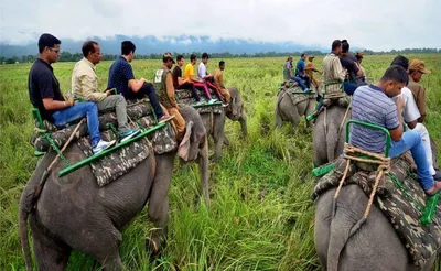 assam  elephant safari at kaziranga national park closed indefinitely