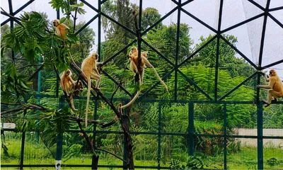 assam  seven rescued golden langurs released into sikhna jwhwlao national park