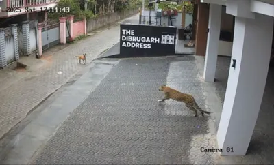 assam  forest advisory after sighting of leopard in dibrugarh 