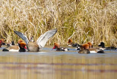 manipur  ornithologists concerned over decline in migratory birds at loktak lake