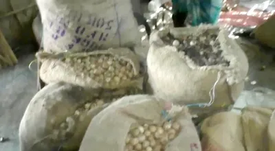 meghalaya  bernard marak calls for halt on illegal areca nut trade in garo hills