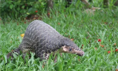 nagaland  community led effort protects pangolins in critical illegal trade corridor