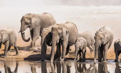 assam  effort to address human–elephant conflict amid shrinking forests 