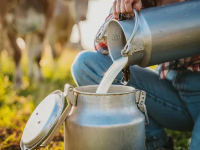 raw milk  a natural remedy for allergies and colds