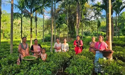 assam  kaziranga karbi anglong tea growers trained in handmade tea processing