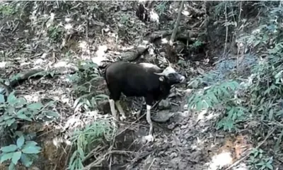 manipur  indian bison sighted in ukhrul district after decades
