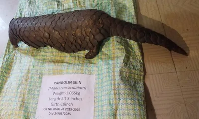 assam  pangolin skin seized  two traders held in dhemaji
