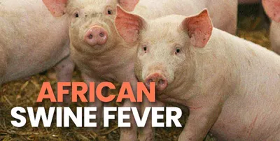 mizoram grapples with african swine fever outbreak