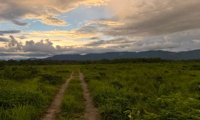 grasslands shrink in assam s two unesco world heritage sites  manas faces a deeper crisis than kaziranga