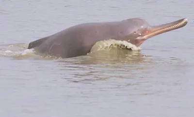 10 river dolphin deaths reported in assam since 2020  says centre