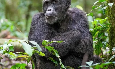 cites report raises concerns over supreme court clearance of vantara