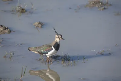 environmental dna could unlock biodiversity conservation