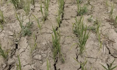 assam  27 districts face drought like conditions due to rainfall deficit