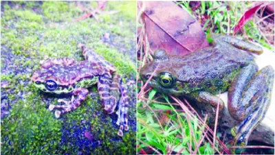 meghalaya  new frog species discovered in heart of shillong