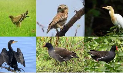 assam  wildlife experts bat for sasoni merbil as eco tourism hotspot