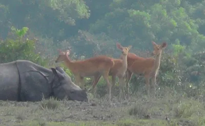 testing times for kaziranga