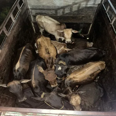 guwahati police arrests duo trying to smuggle over 10 live cattle