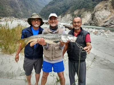 climate change  dams  over fishing take toll on himalayan mahseer
