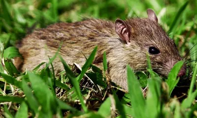 rodent infestation destroys crops across mizoram  over 4 700 farming families affected