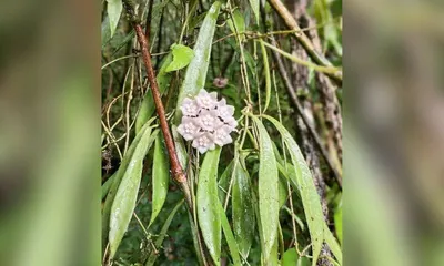 nagaland university researchers discover new plant species