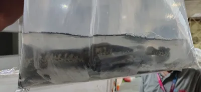 assam  channa fishes seized at guwahati airport amid barca snakehead trafficking concerns